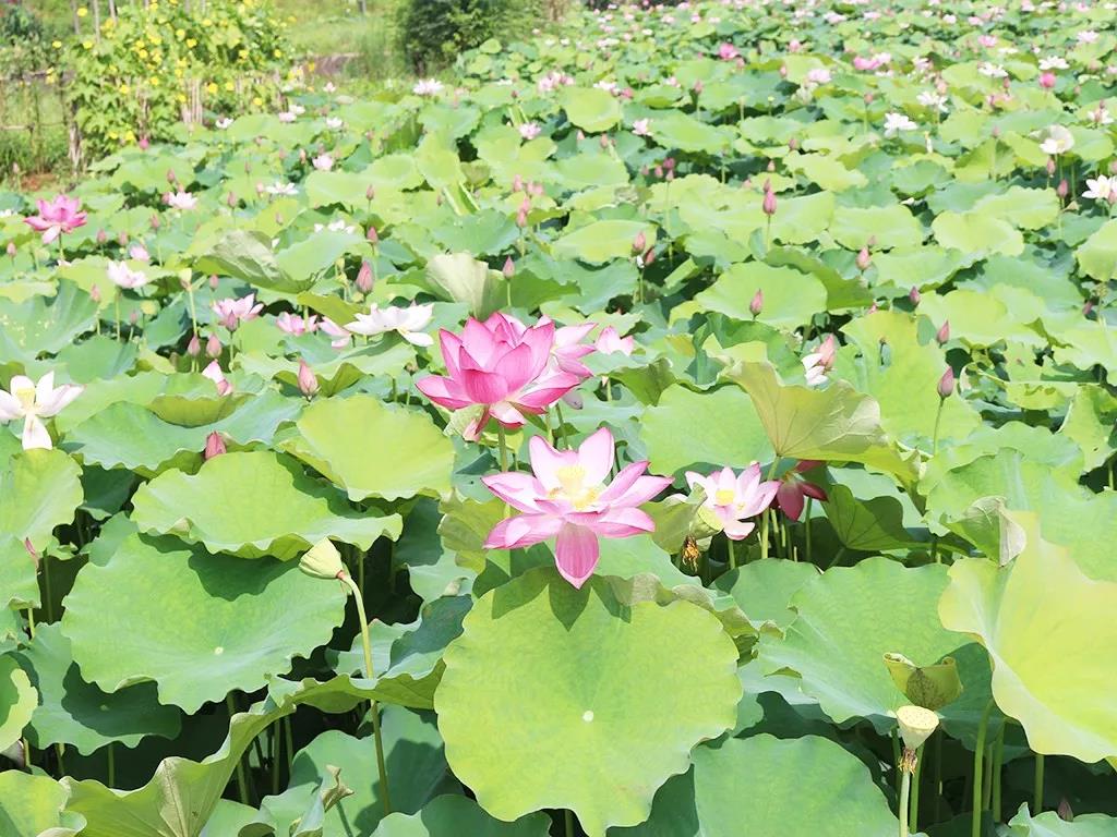 不負(fù)韶華不負(fù)景，海福祥最美賞花行